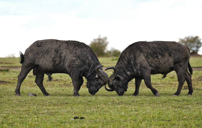 Masai Mara & Amboseli Safari