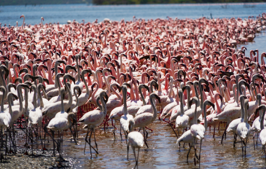 Samburu, Ol Pejeta Conservancy, Aberdares, Lake Nakuru, Lake Bogoria, Lake Naivasha & Masai Mara Safari