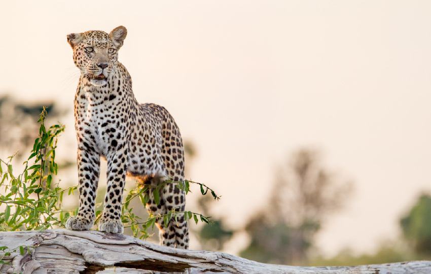 Magnificent Maasai Mara & Lake Nakuru