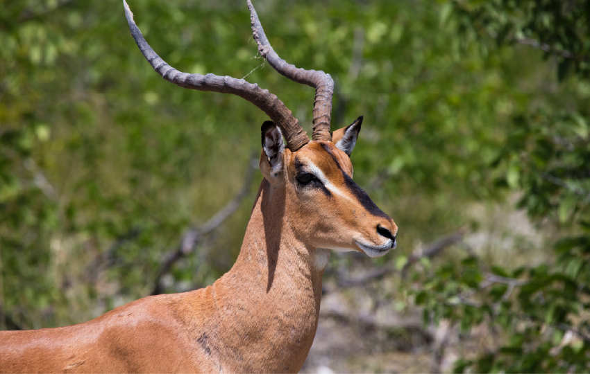 Tsavo East & Tsavo West National Parks