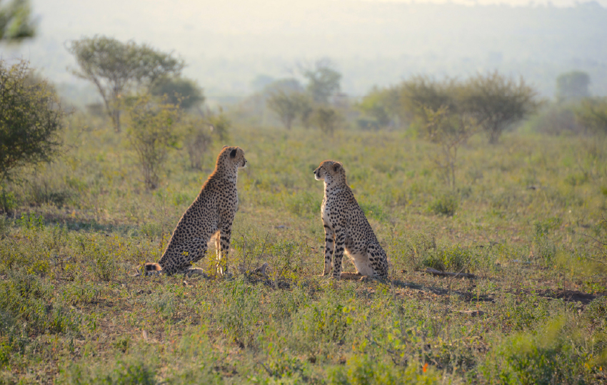 Iconic Masai Mara Safari