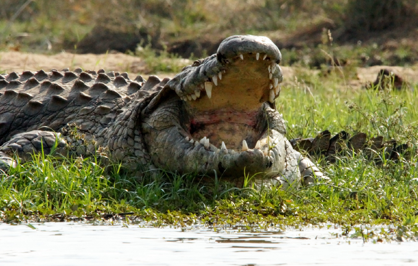 Tsavo East & Amboseli Wildlife Safari
