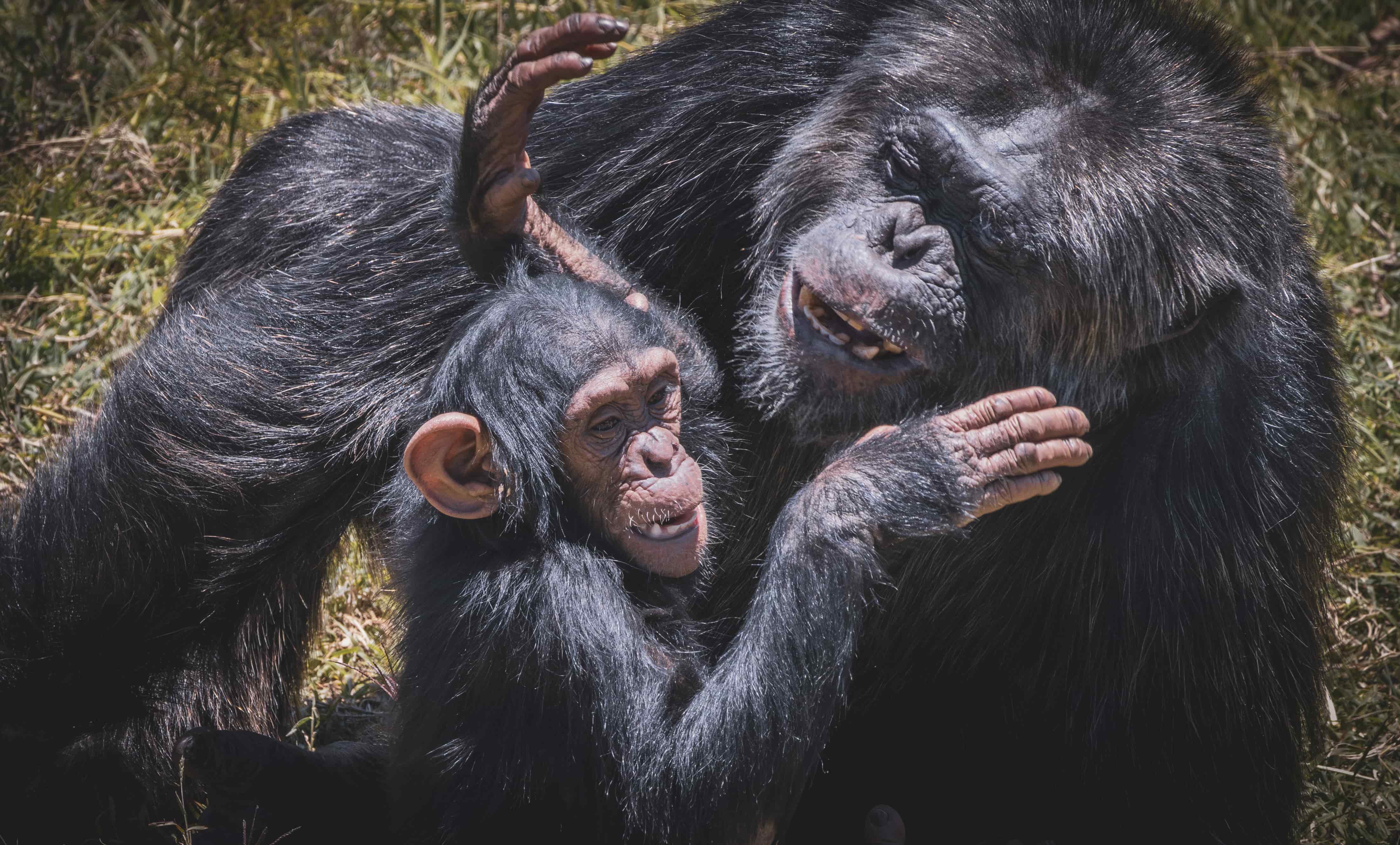Ol Pejeta Conservancy Safari