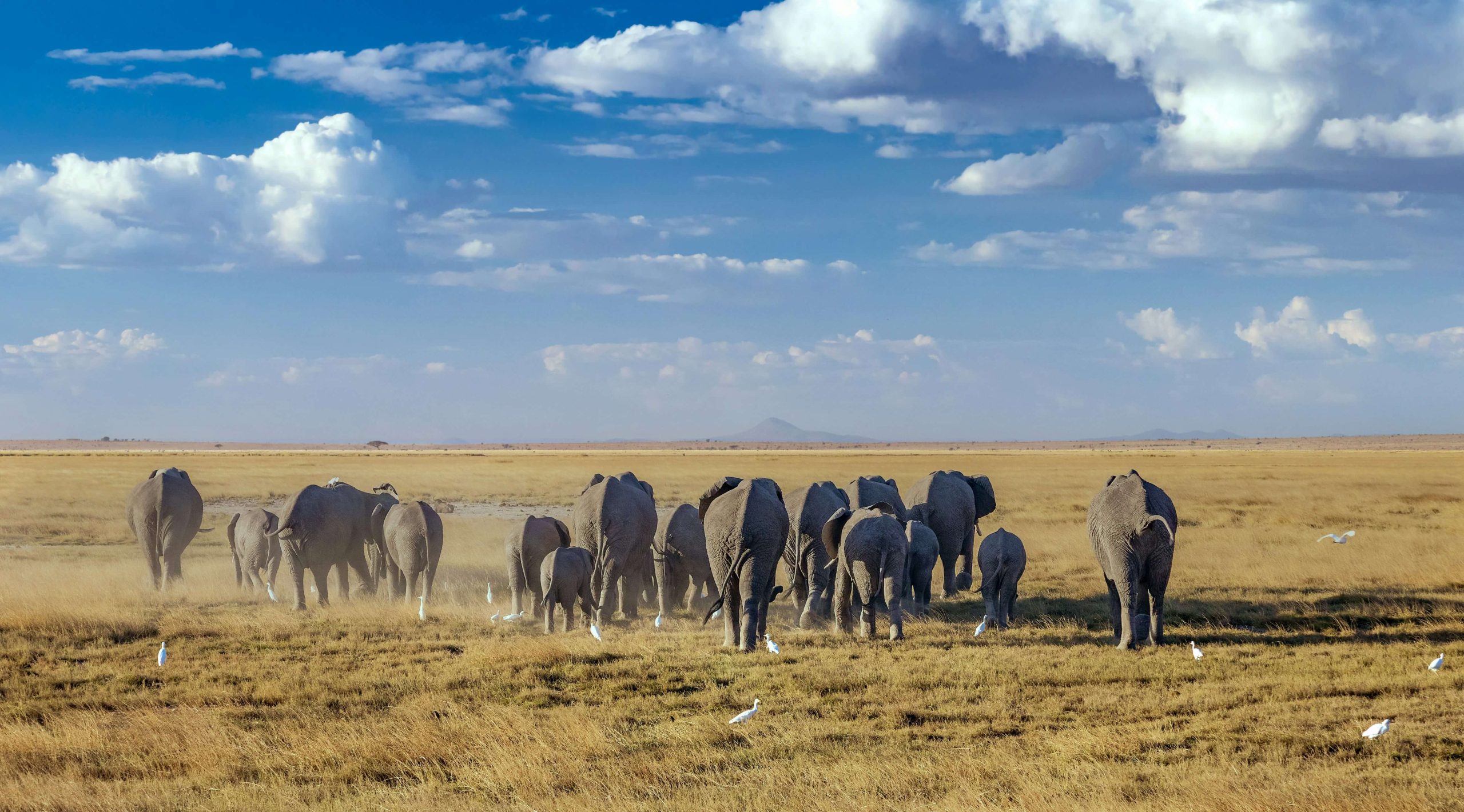 3 Day Amboseli Express Safari