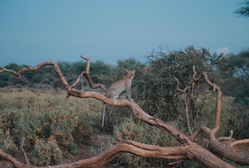 3 Day Samburu Game Park Safari