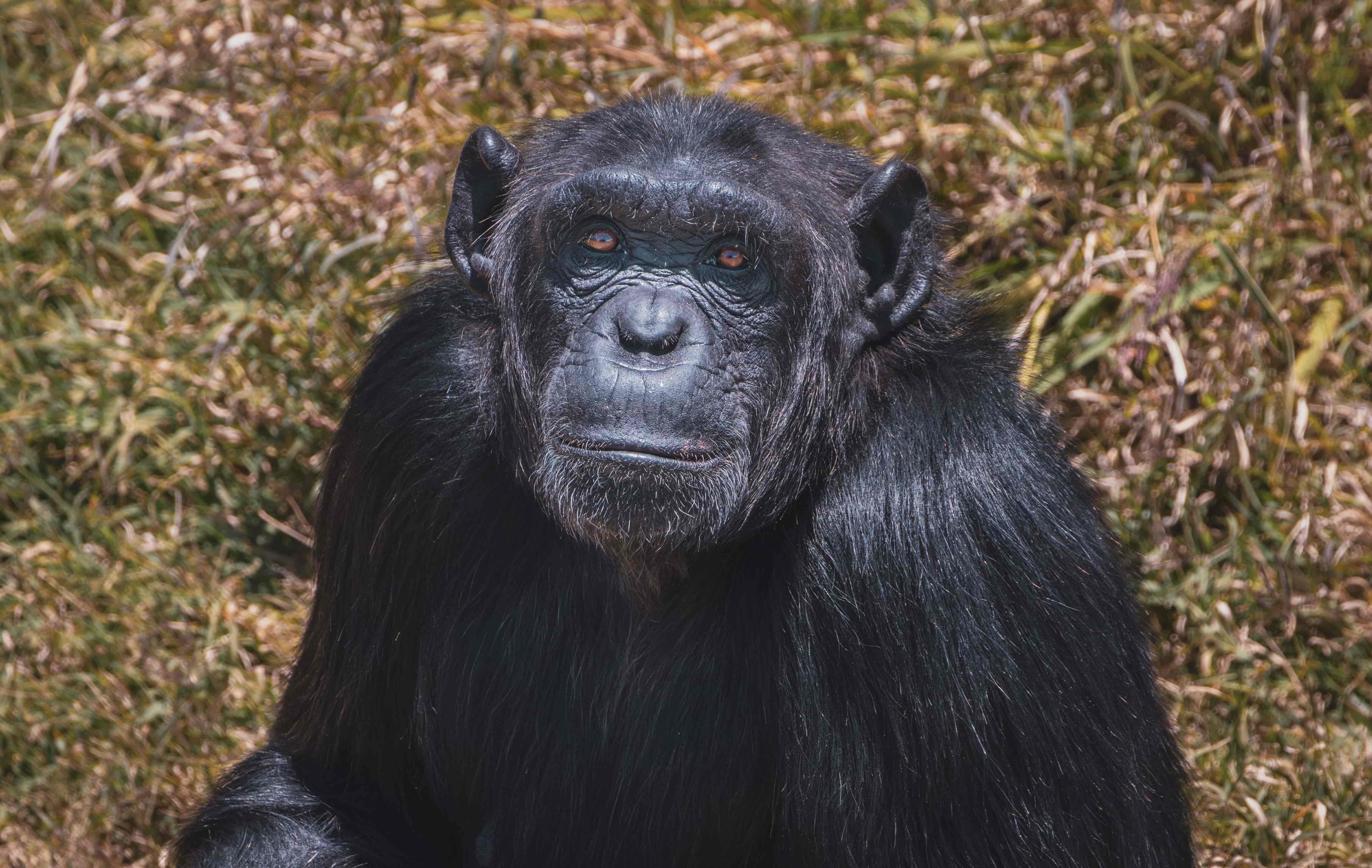 Ol Pejeta Wildlife Conservancy Safari