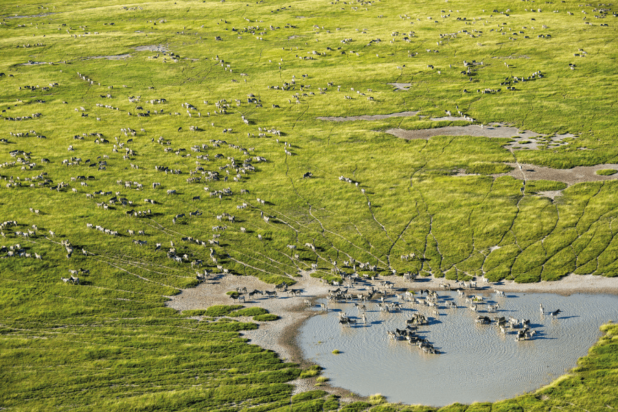 Botswana Heli Safaris