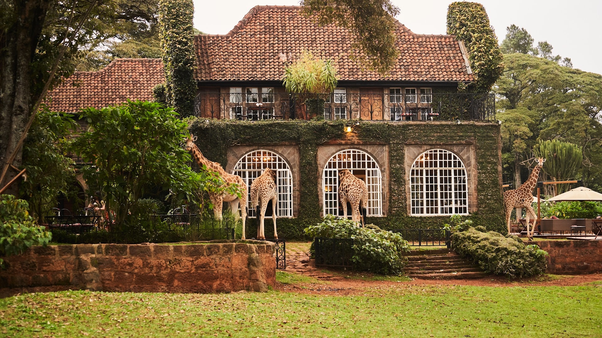 Giraffe Day Trips from Nairobi