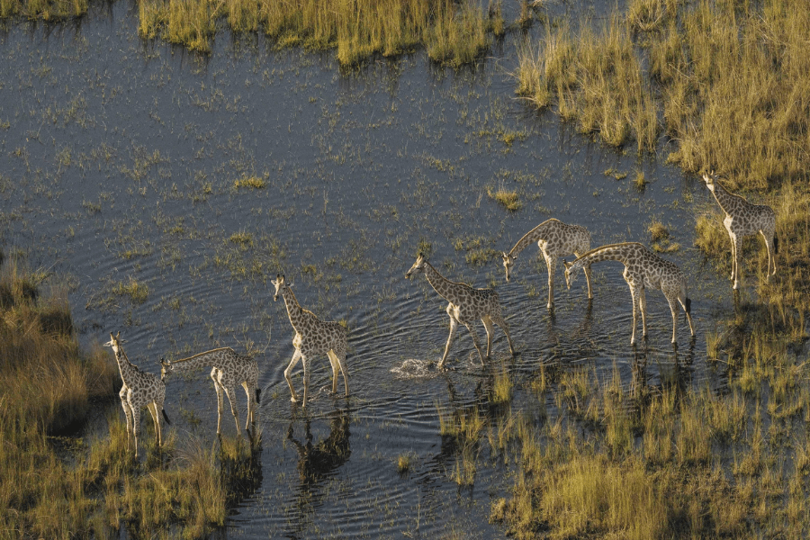 Okavango Delta Helicopter Safaris