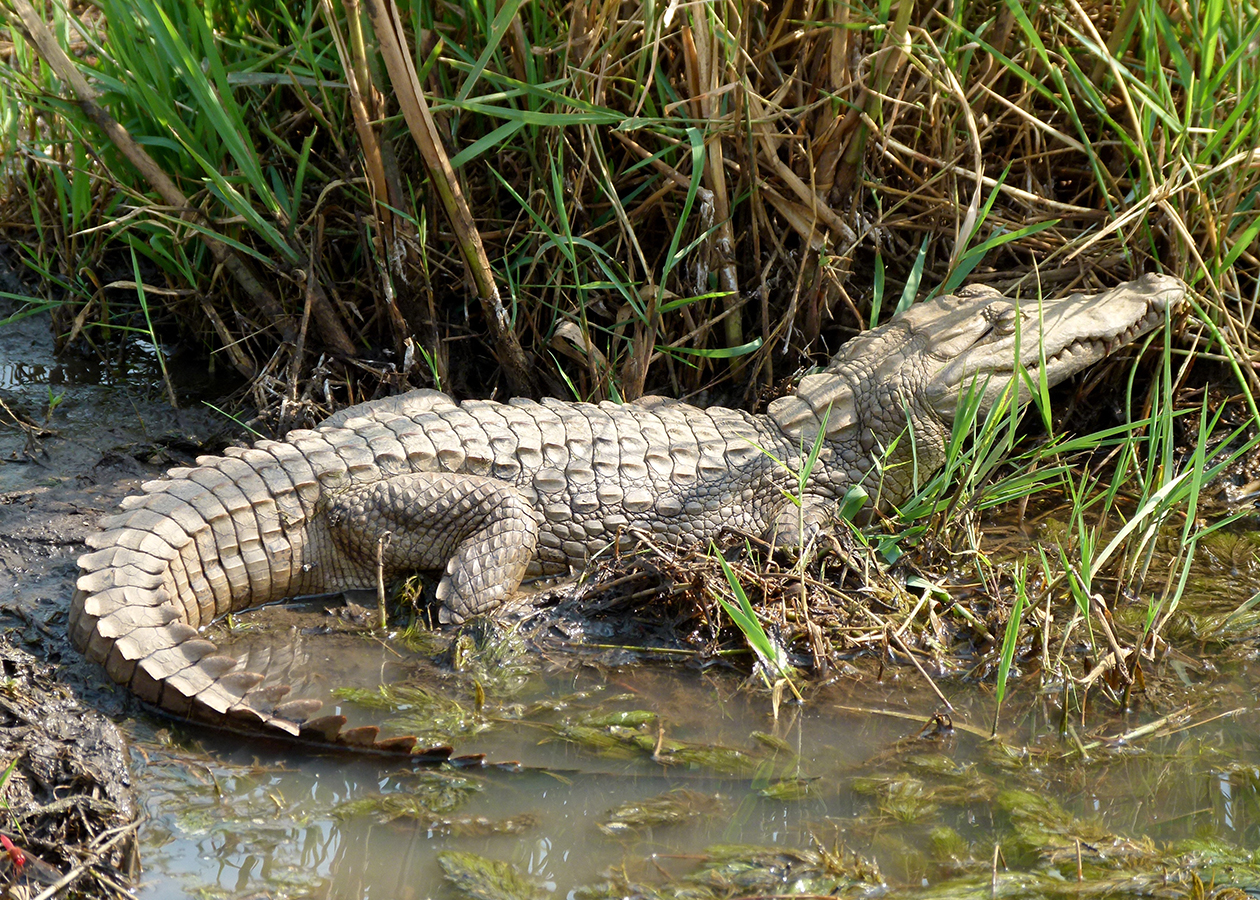 Uganda Helicopter Adventures