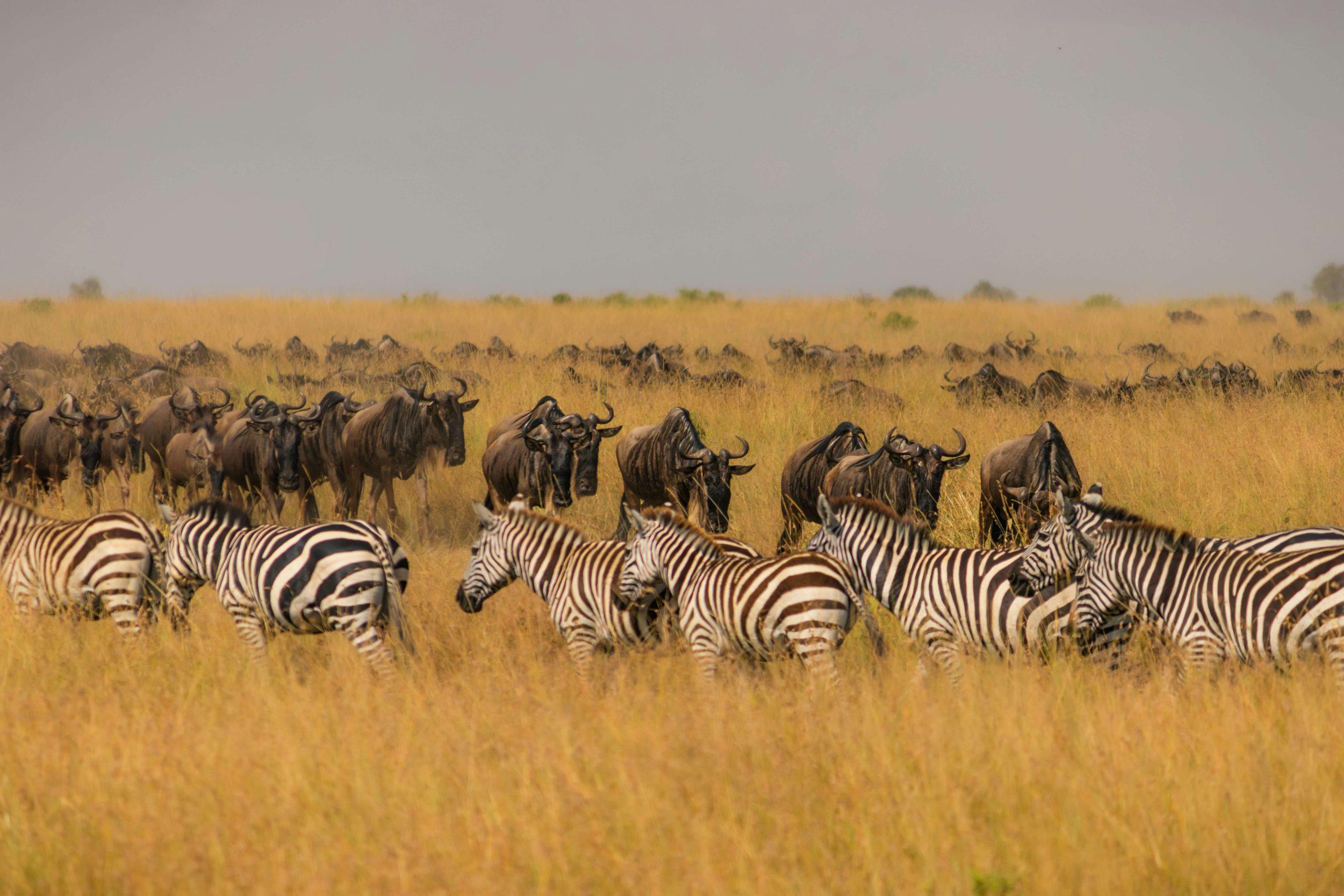 Wildebeests crossing Masai Mara