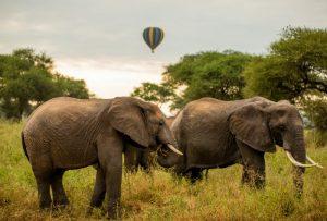 Tarangire Balloon Safaris