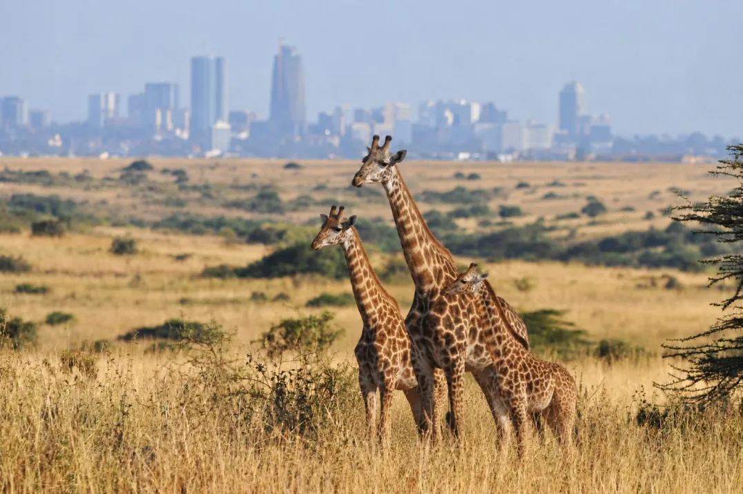 Nairobi Park private tour
