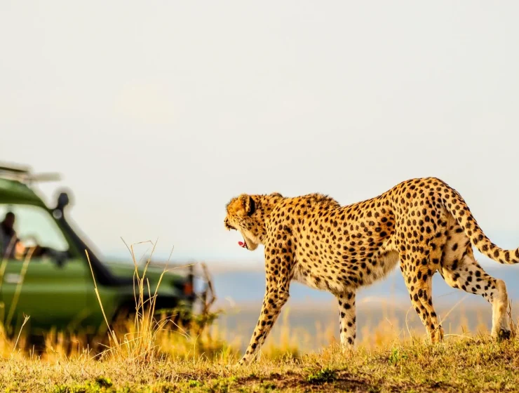 The Cost of Kenya Safaris