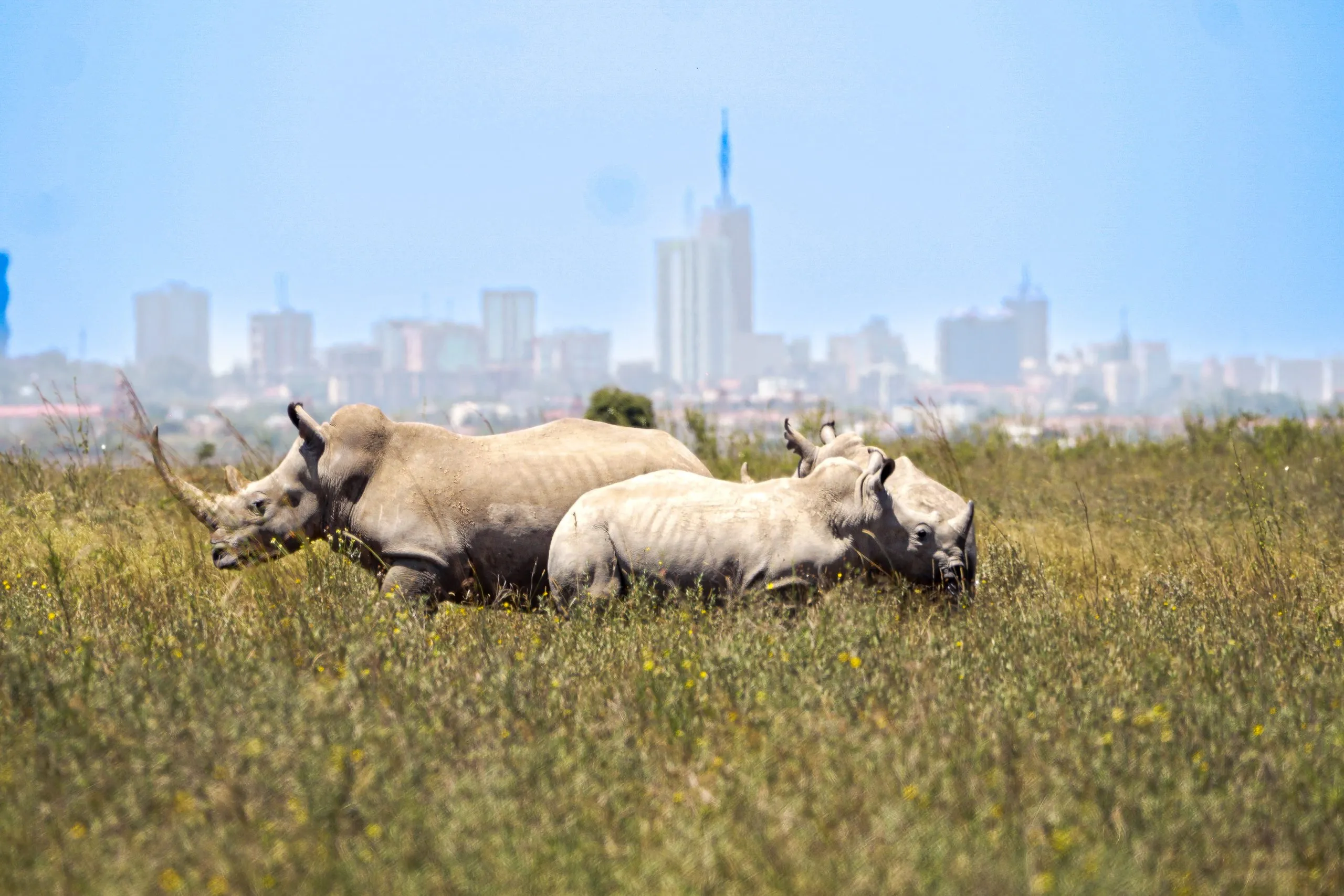 Tours and tickets Nairobi Park
