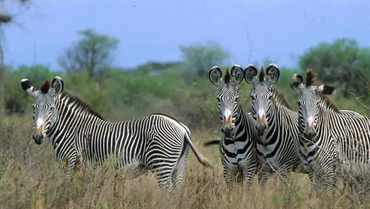 Westgate Safari Tours