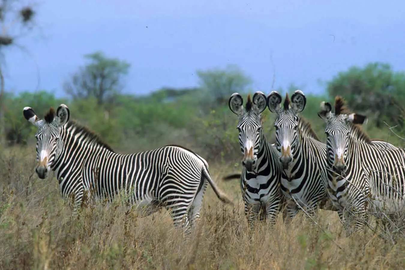 Westgate Safari Tours