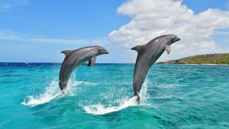 Diani Dolphin Watching Holidays