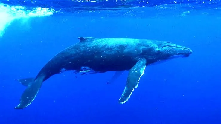 Diani whale watching price