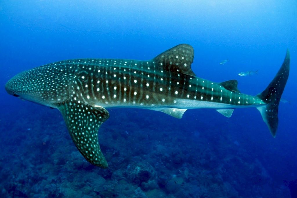 Watamu Whale Watching Tours