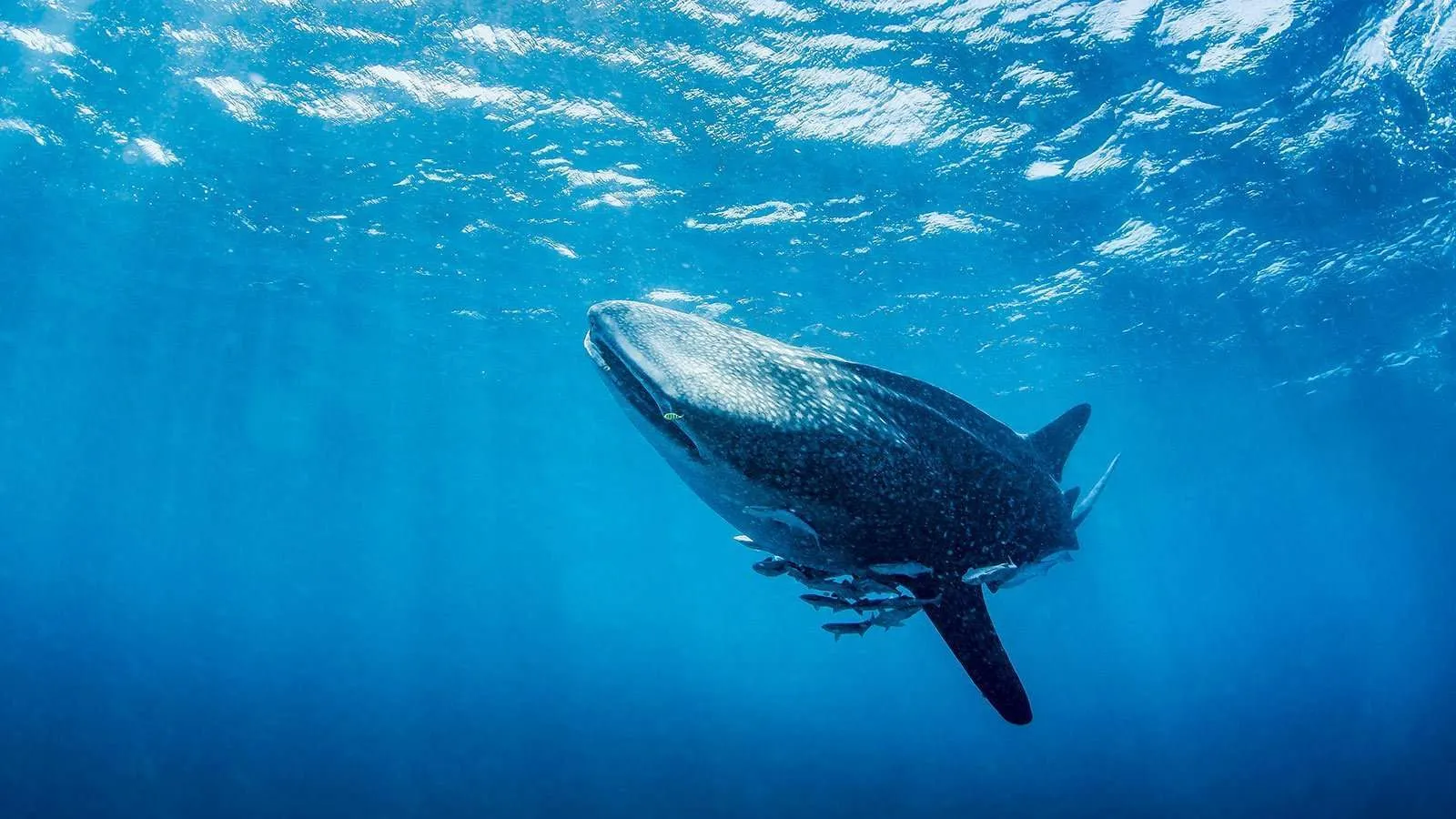 Whale watching Watamu