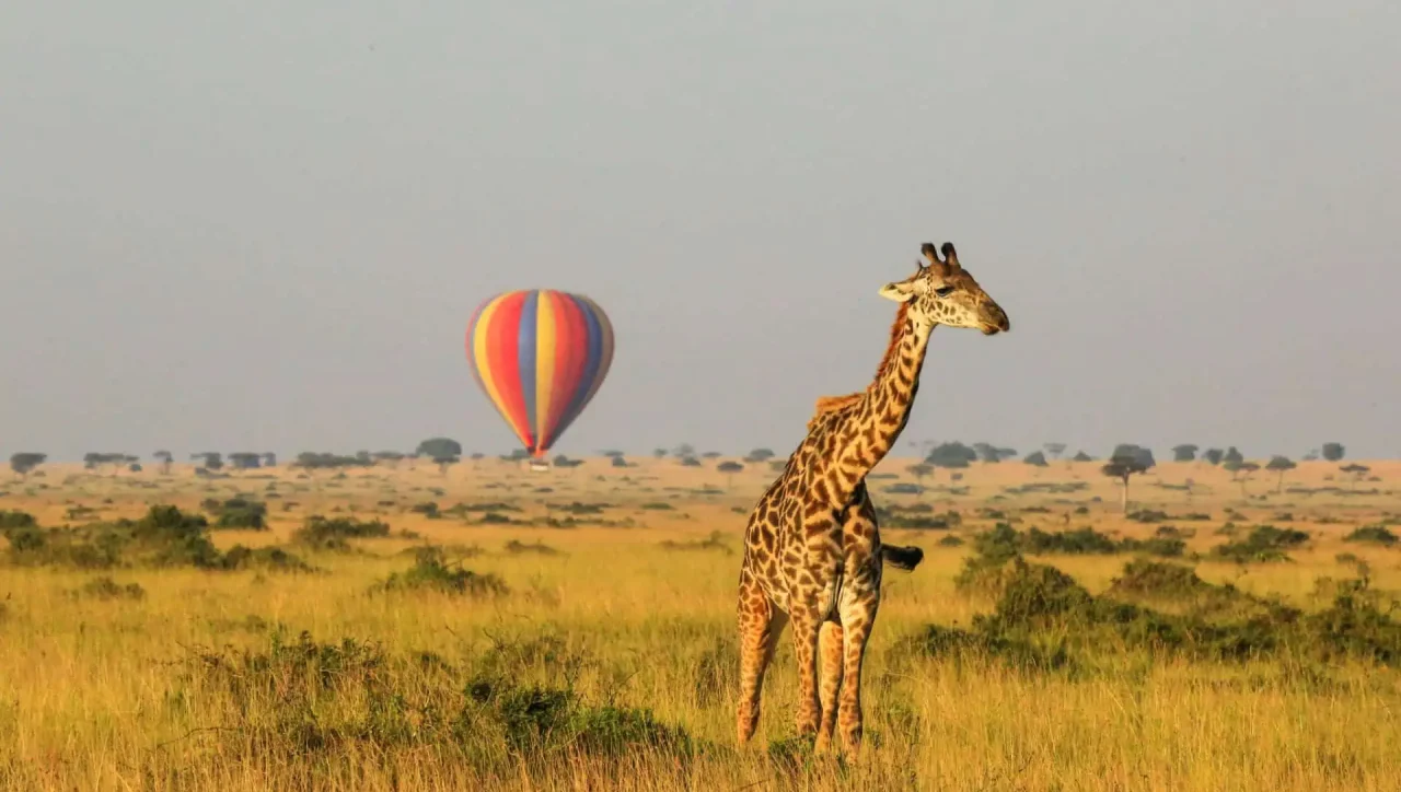 LGBTQ+ Friendly Safari In Africa
