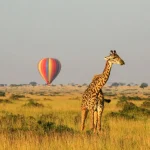 LGBTQ+ Friendly Safari In Africa