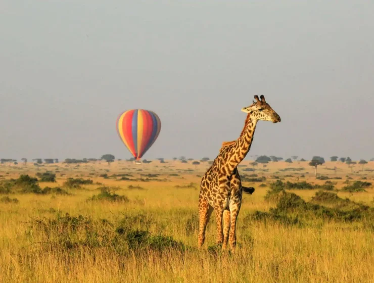 LGBTQ+ Friendly Safari In Africa