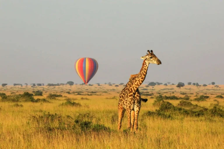 LGBTQ+ Friendly Safari In Africa
